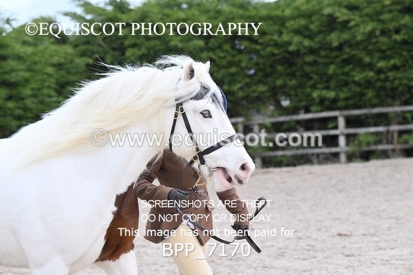 BPP_7170 - RING 1  (RIDDEN HORSES / IN HAND / VETERAN ETC)