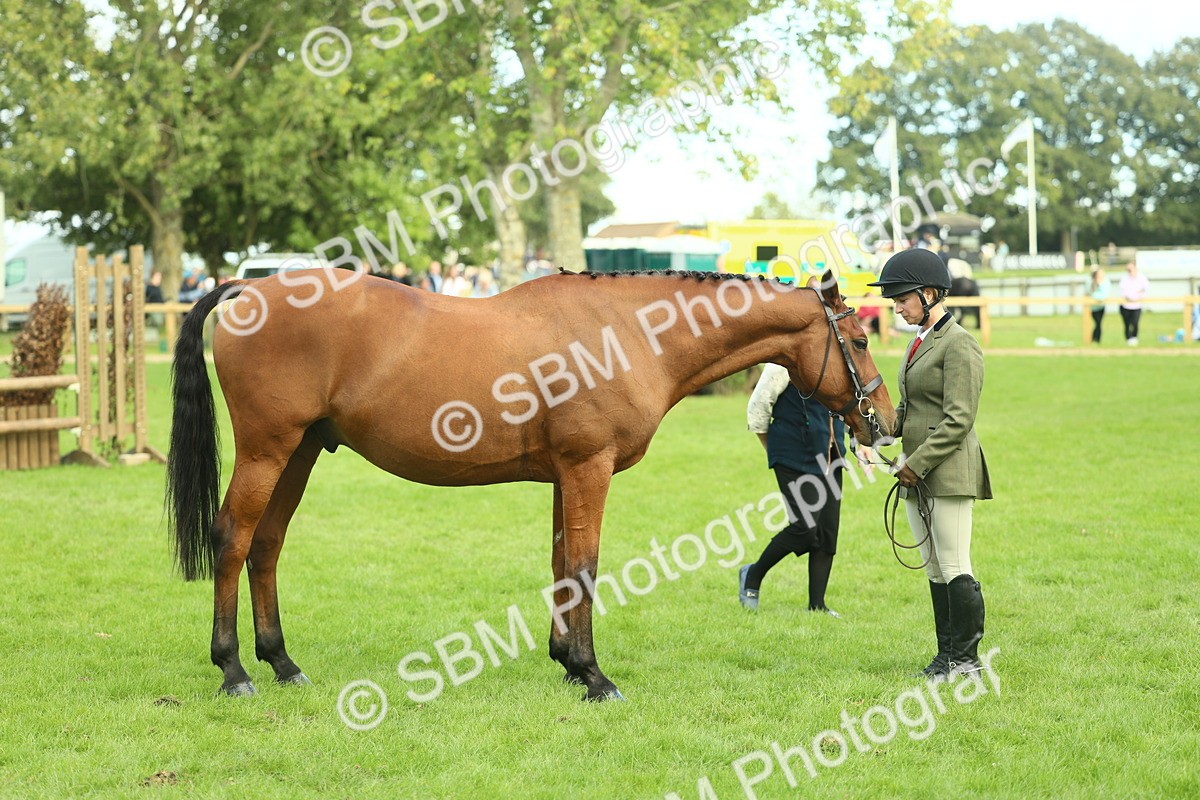 SBM_50752 - S33 - Working Hunter & Working Show Horse