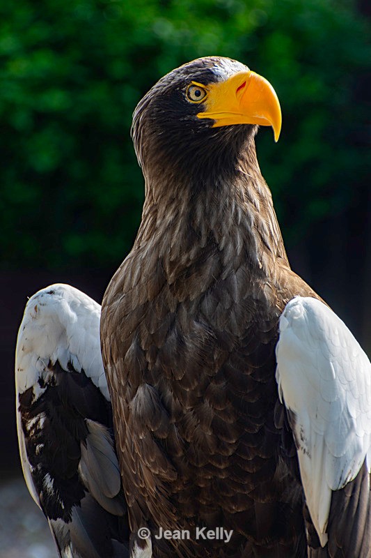Stellar Sea Eagle - DSC_9795 - Birds