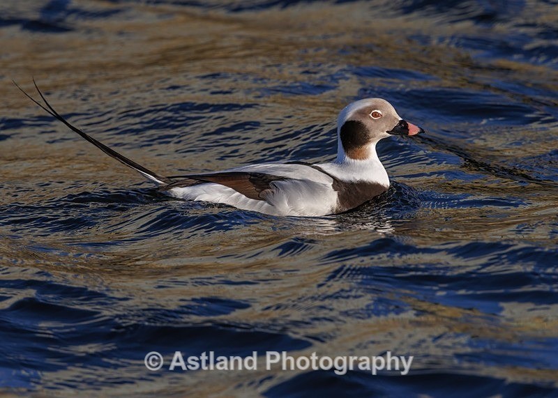 Long-tailed Duck - Latest Images