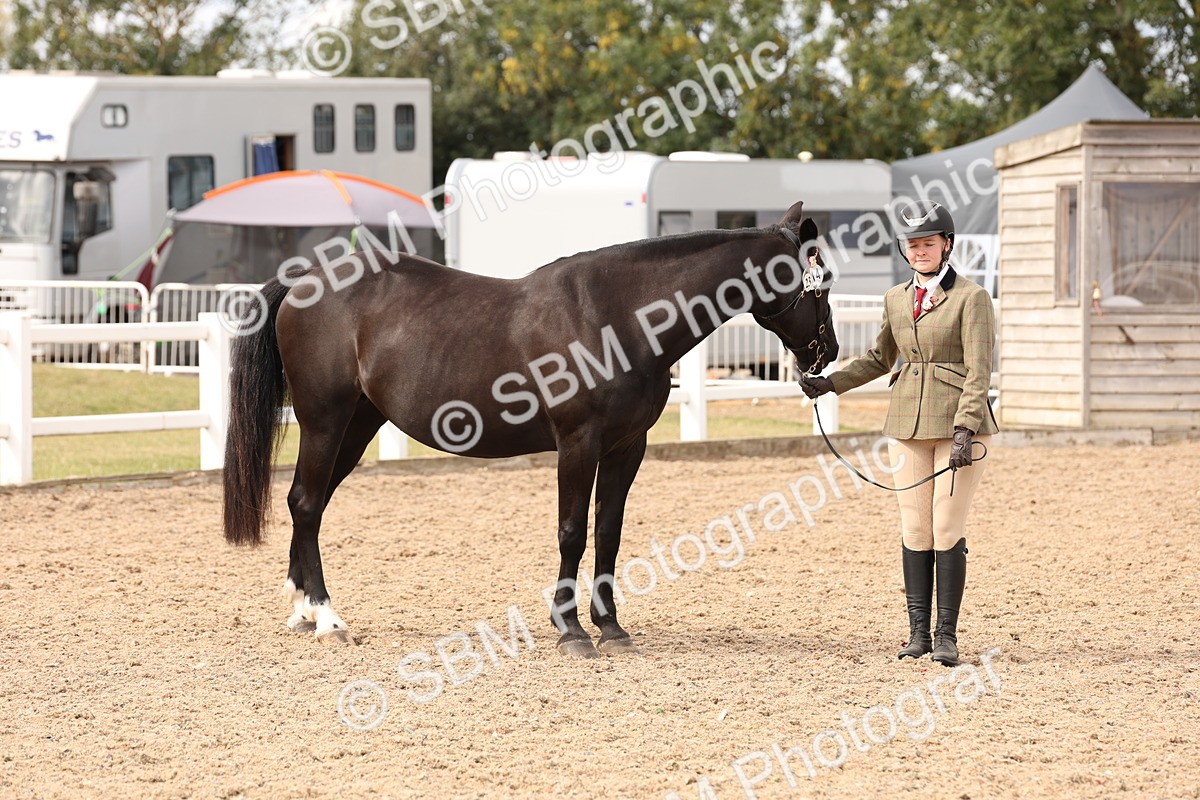 SBM_14653 - Class 208 - IH Veteran Horse