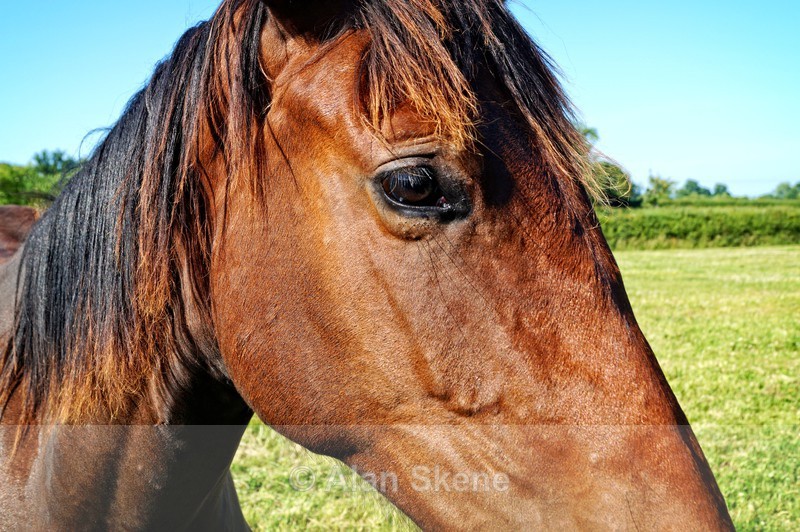 DSC00322 - Fauna