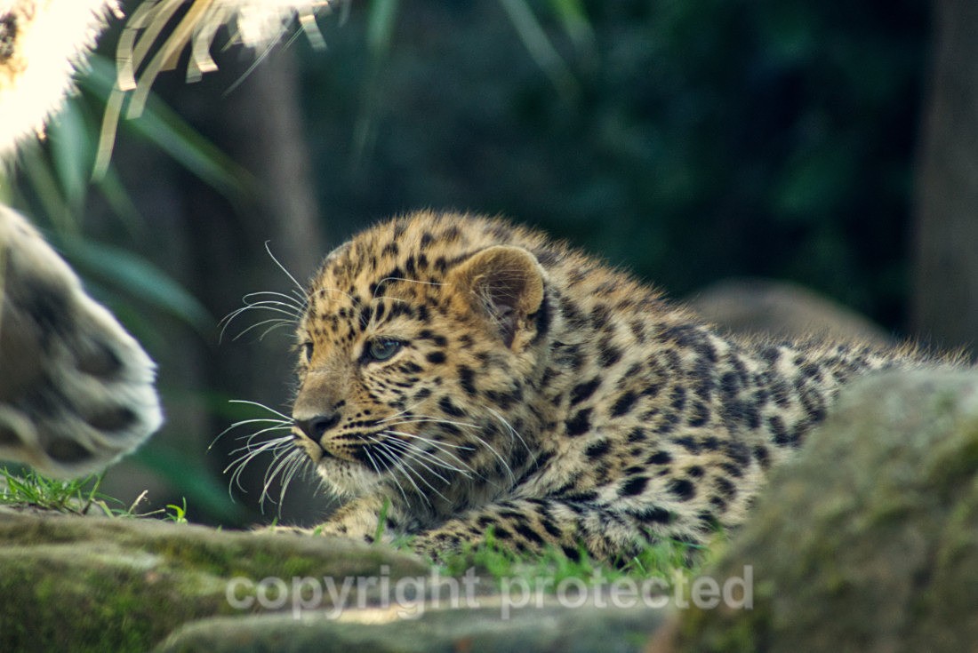 Anya - Wildlife Vets International