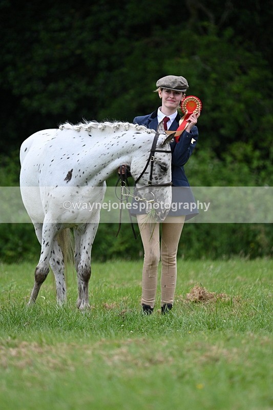 WJ7_4532 - Class 14B Prettiest Mare