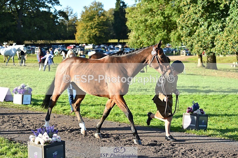231022-094430-22003 - 450-NORDIC.FIRE-Lara.Hails-TrotUp+SJ