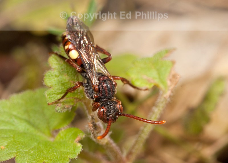 Nomada hirtipes (f)