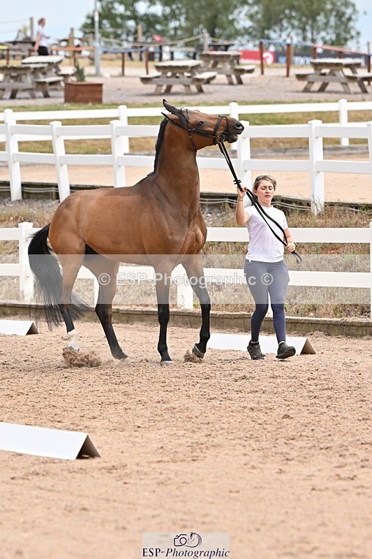 250716-144034-01290 - Trot Up 2.30 to 3.30