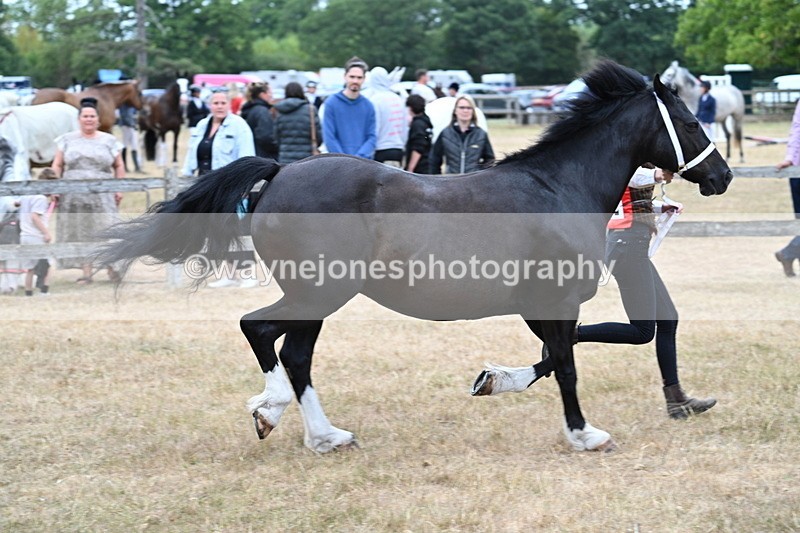 WJ7_8428 - Class 4 Prettiest Mare up to 14.2hh