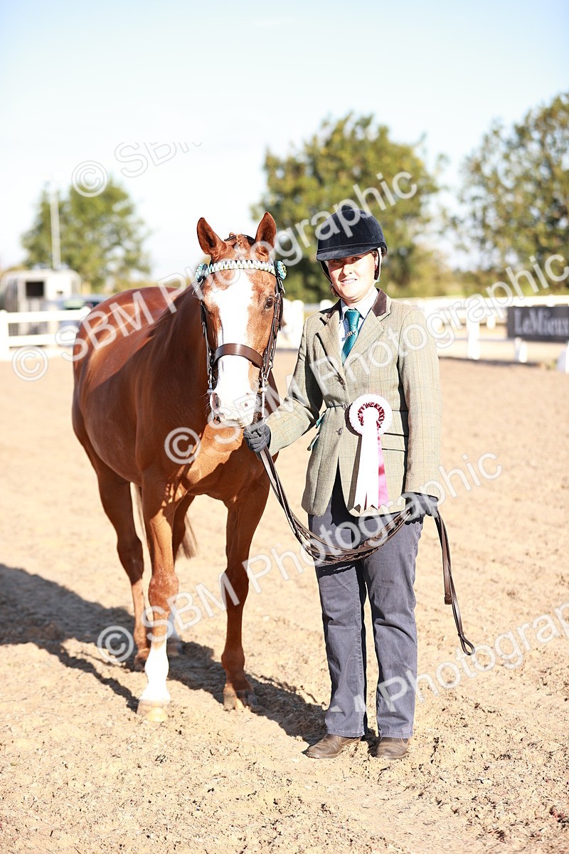 SBM_11232 - Class 401 - IH  Veteran horse