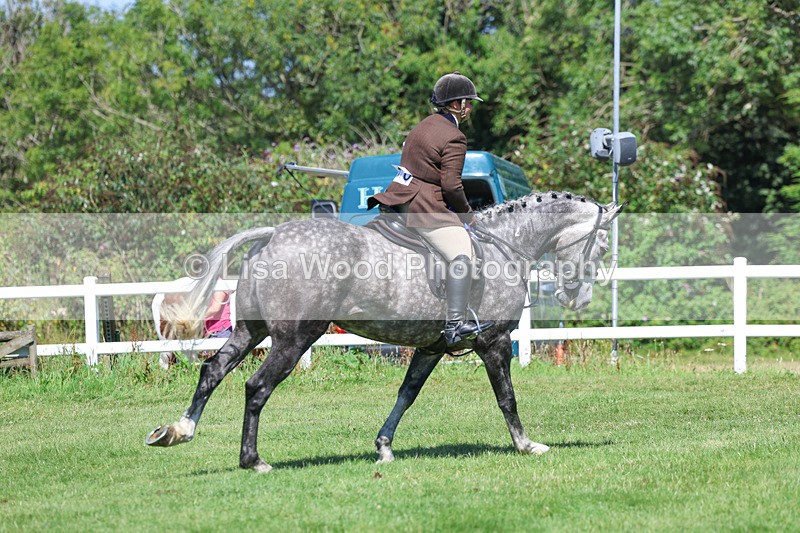 3E7A9366 - Working Hunter Championship