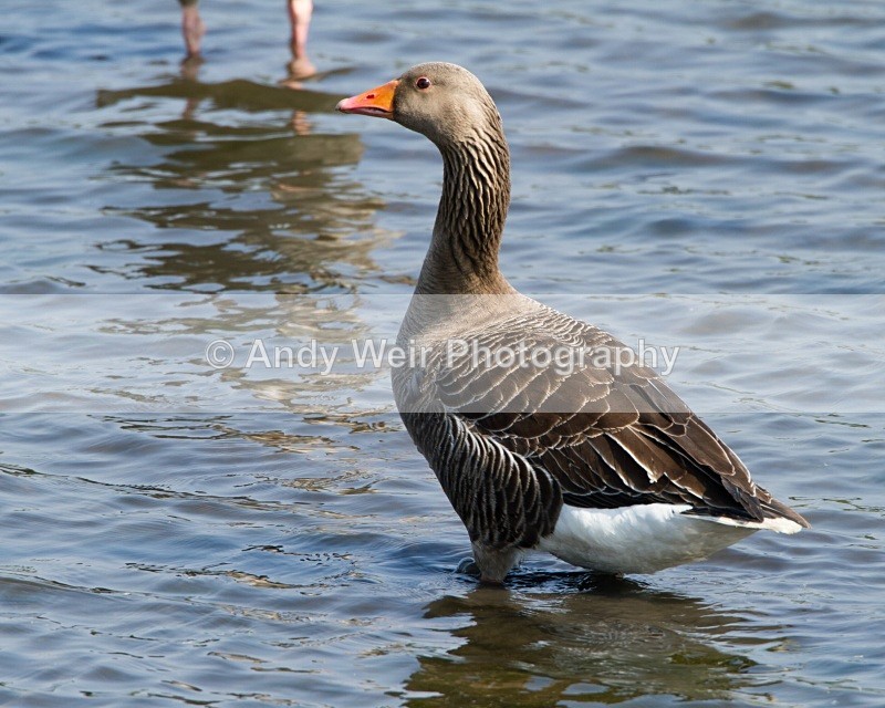 20110422-IMG_4605 - Geese