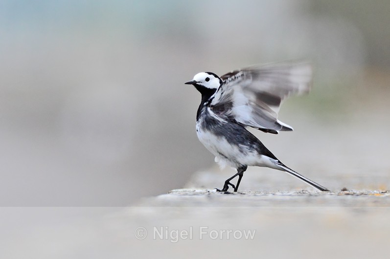 Pied Wagtail about to take off from the causeway at Farmoor Reservoir - Pied Wagtail