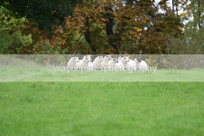 WJ7_4304 - Camera 1 Line 3