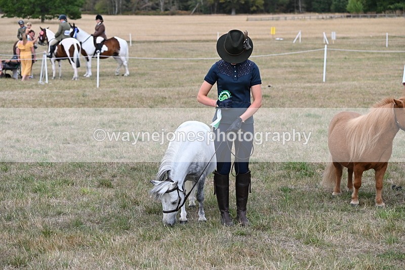 WJ6_7155 - Class 21 Shetland & Mini Horses
