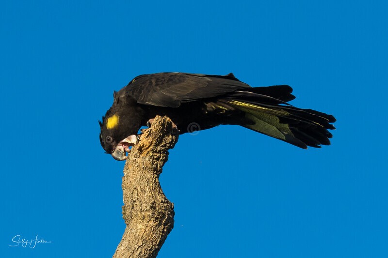 Yellow-tailed Black-cockatoo Female 7 0A3A9119 - Black Cockatoos