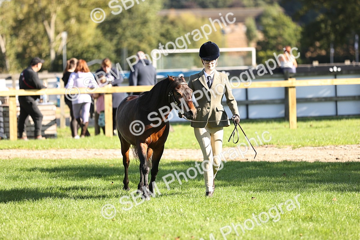 SBM_15923 - S1 - TSR in Hand Horse & Pony Showing