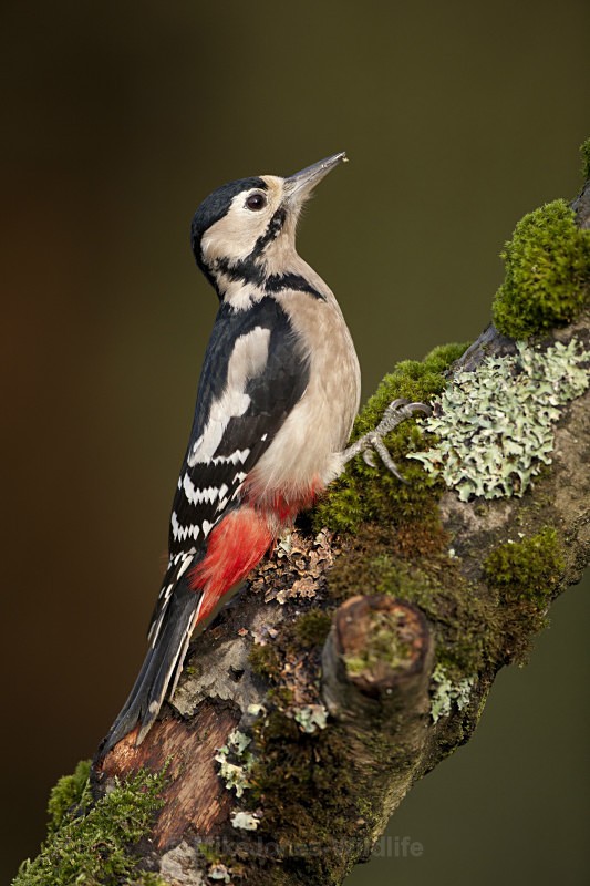 GREATER SPOTTED WOODPECKER - FAVOURITES WILDLIFE GALLERY. Selected images from the wildlife collections.