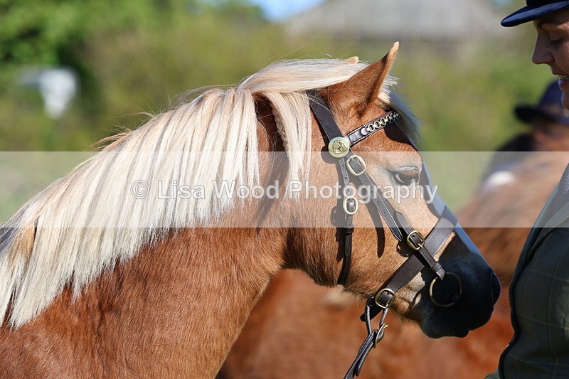 3E7A8448 - Class 12: M & M Small Breeds