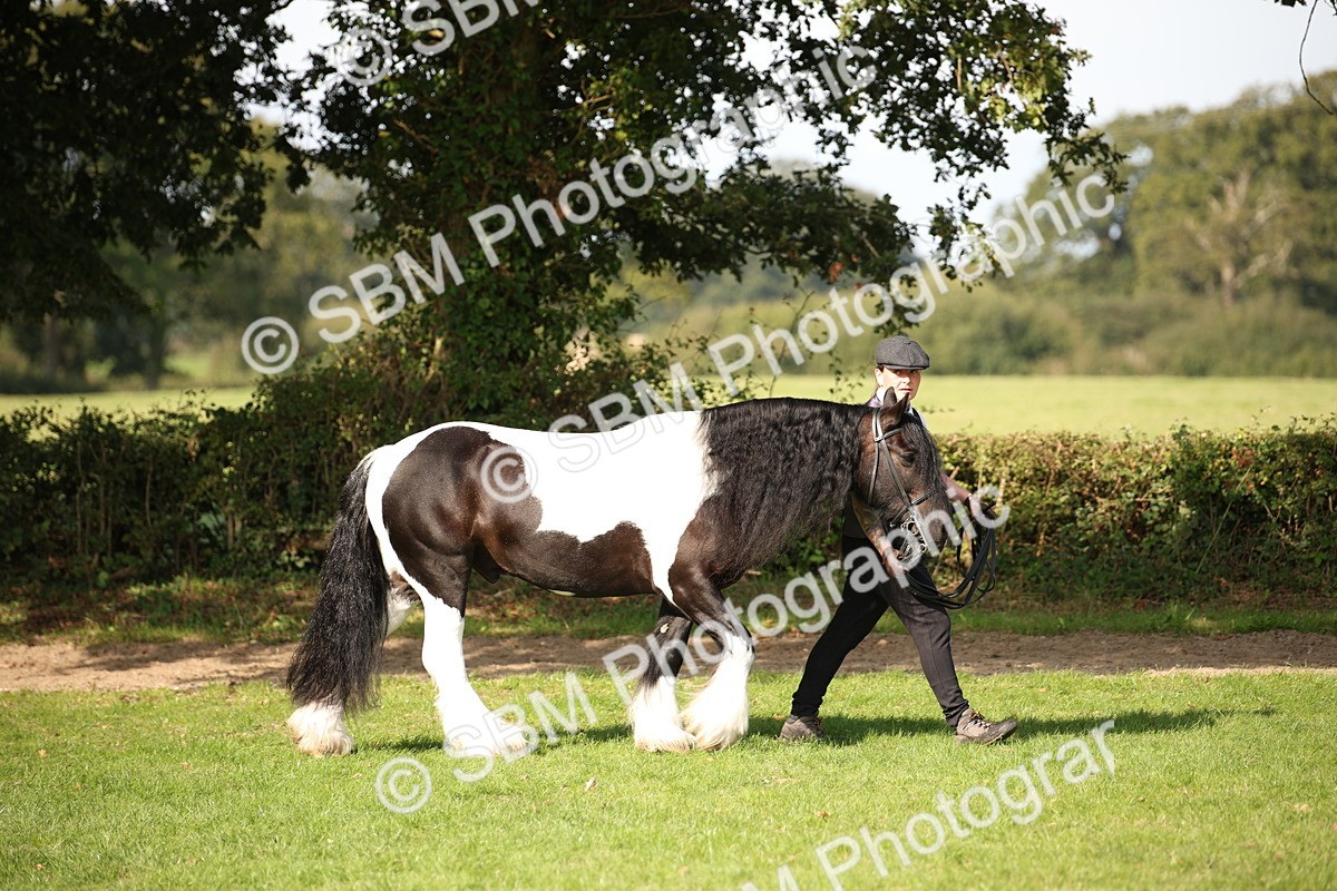 SBM_62154 - S55 - Traditional Cob In Hand