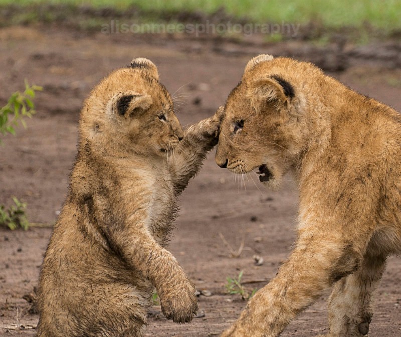  - African Safaris