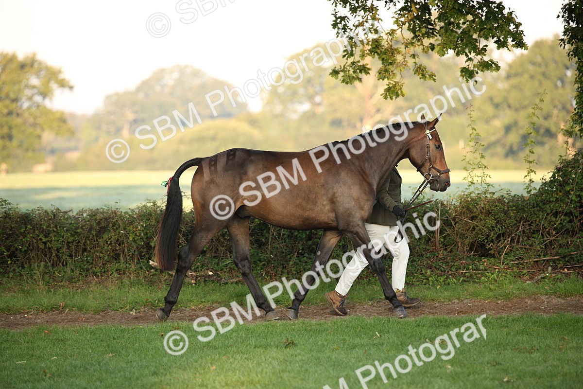 SBM_56825 - S49 - Riding Horse & Hack & Thoroughbred In Hand