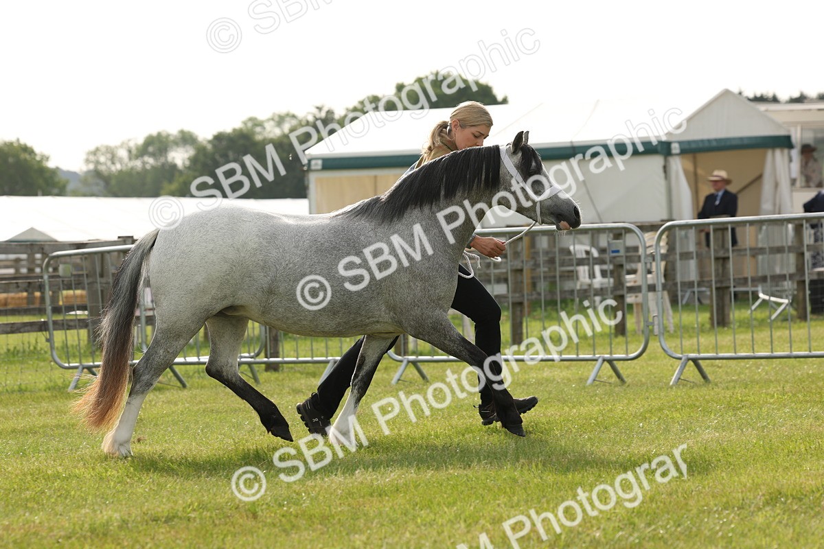 SBM_00408 - Class 6-13 - Mountatin and Moorland In Hand Welsh Breeds