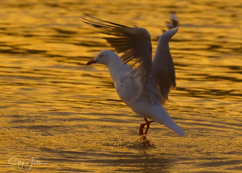 Gull Golden Dance 2