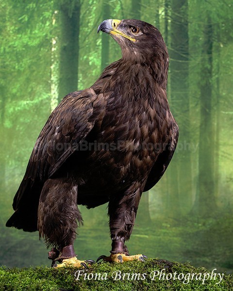 wow studio feb-17 - Birds of Prey