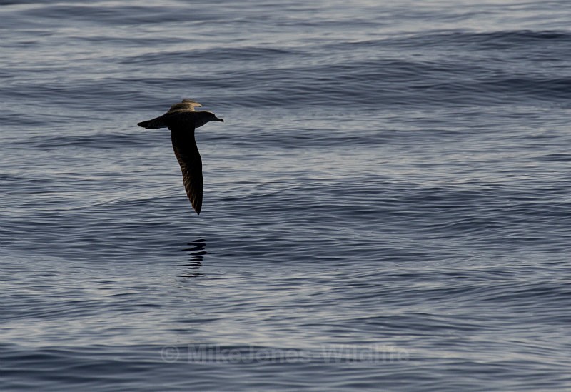 CORY'S SHEARWATER AT SUNRISE (ref M4) - CORY'S SHEARWATER, MADEIRA (PORTUGAL)