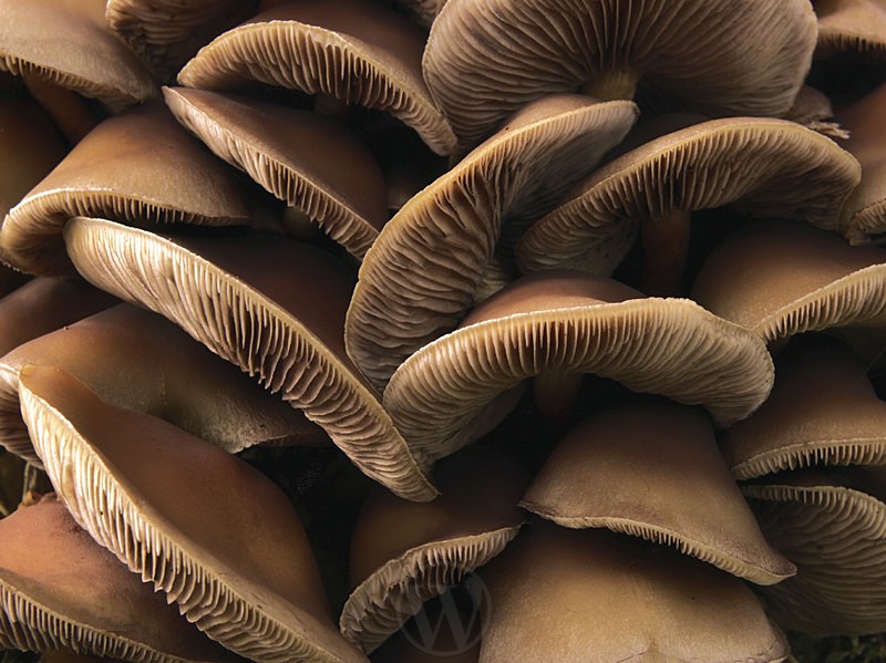 Fungi Yorkshire Dales England - Elemental