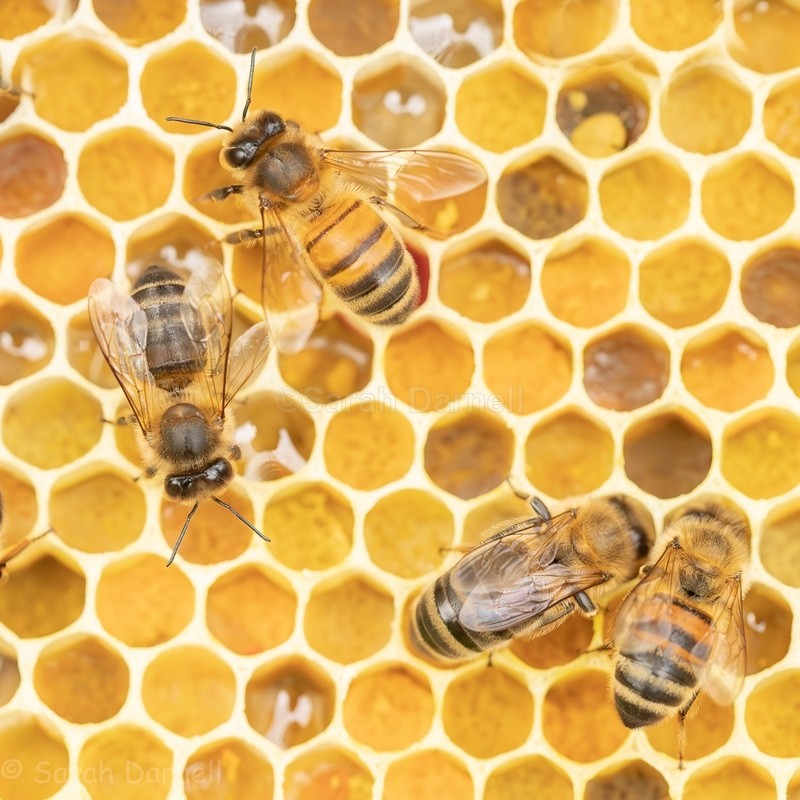 Buzy Bees SD2577 - Greeting Cards