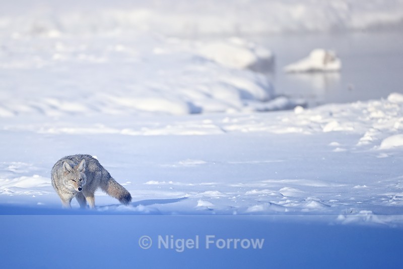 Coyote hunting near river, Yellowstone, Wyoming - Coyote