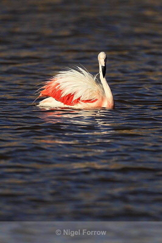 Chilean Flamingo late afternoon light, Machuca, Chile - Chilean Flamingo