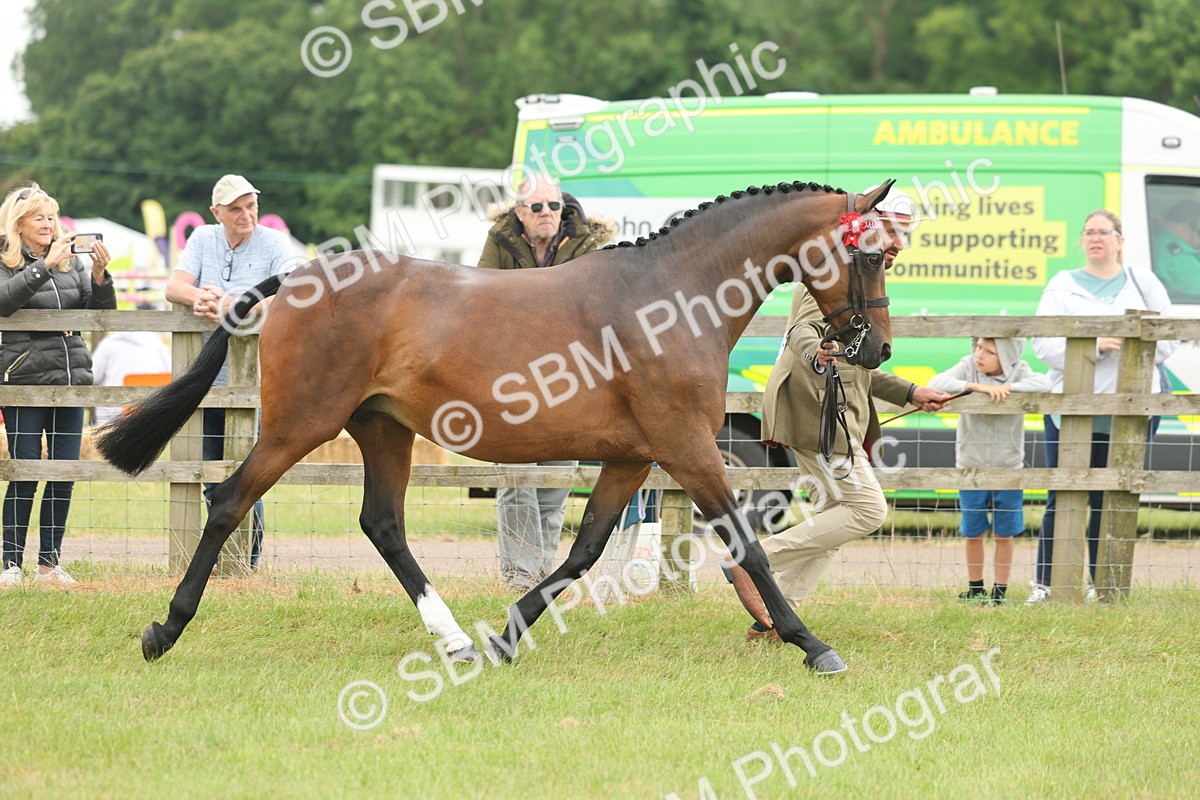 SBM_05512 - Class 68-73 - Riding Pony Breeding