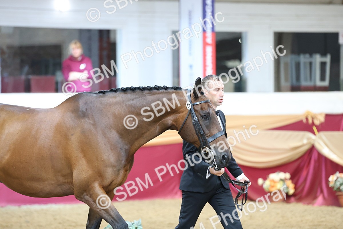 SBM_23391 - Class 903 - Supreme Final - IH Pre Vet