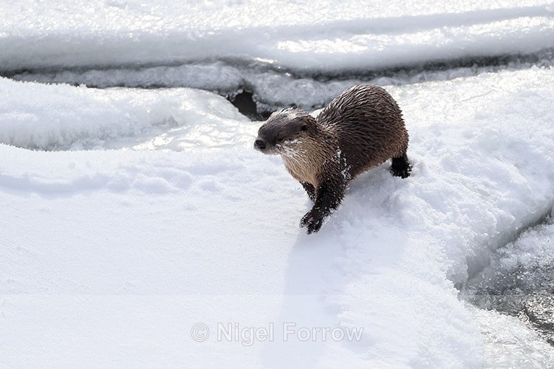 River Otter moves across ice, Yellowstone River, Wyoming, USA - Otter