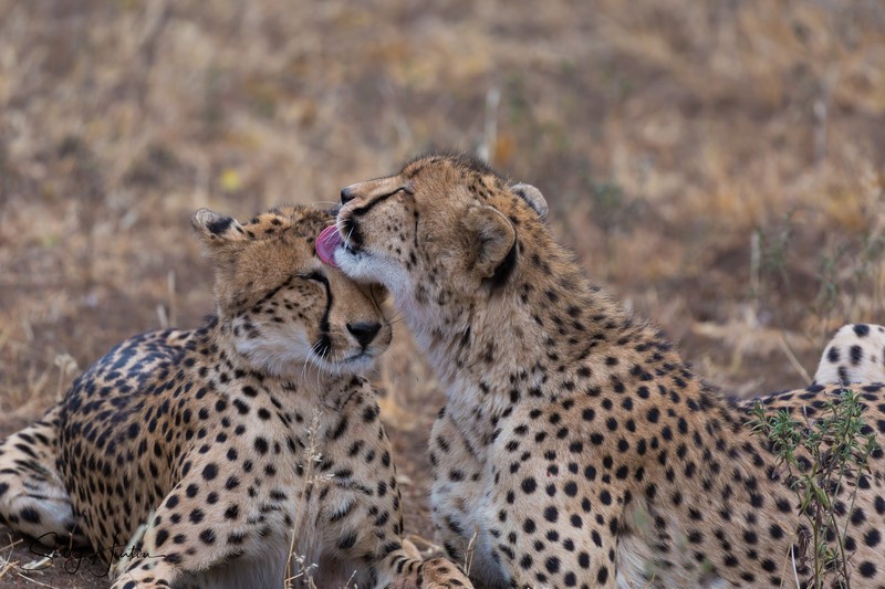 Cheetah Clean 2