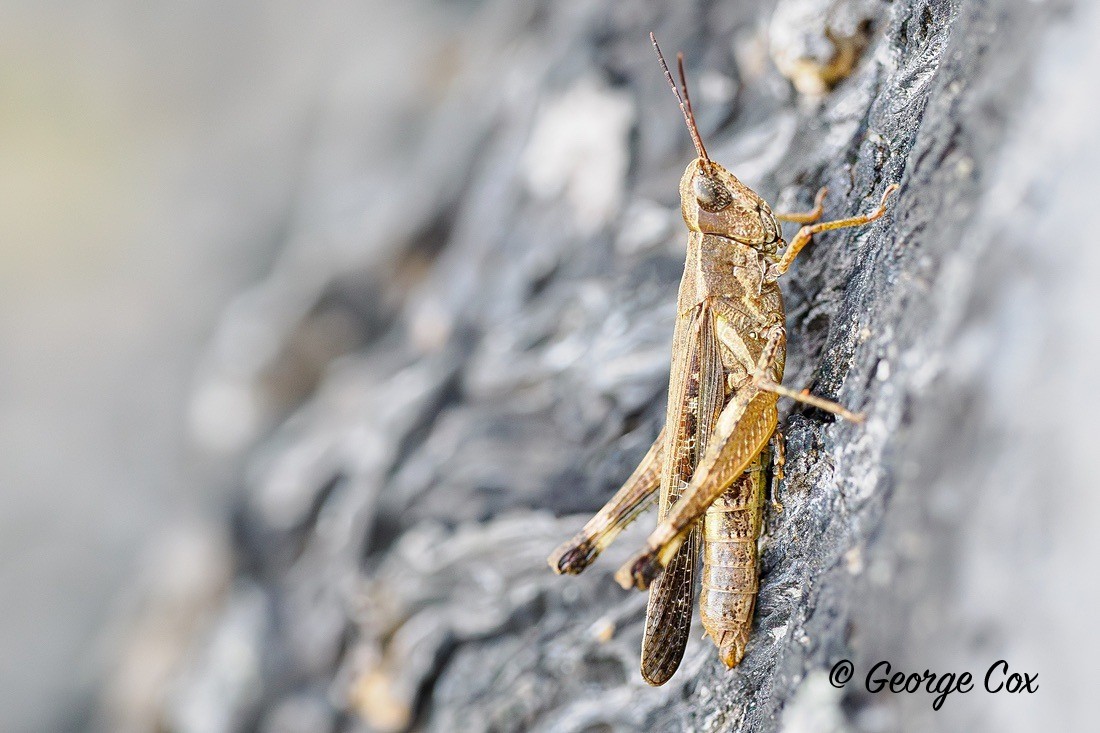Grasshopper - Gambia 2025