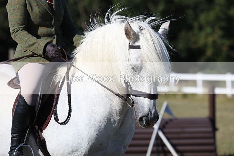 3E7A5360 - Class 2: Working Hunter 60cm