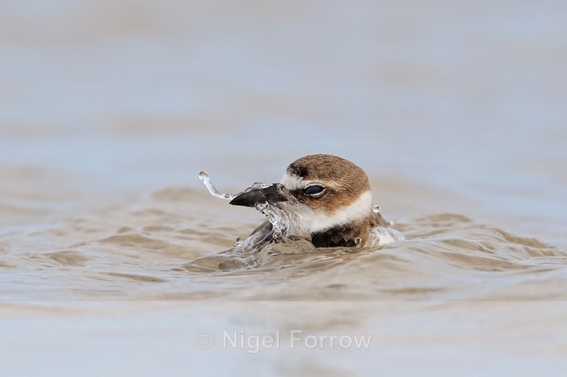 Wilson's Plover bathing semi-submerged, Fort De Soto Park, Florida - Wilson's Plover