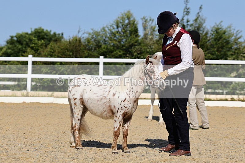1X9A0691 - Class 3: Youngstock 1, 2, 3 year old not to exceed 153cm