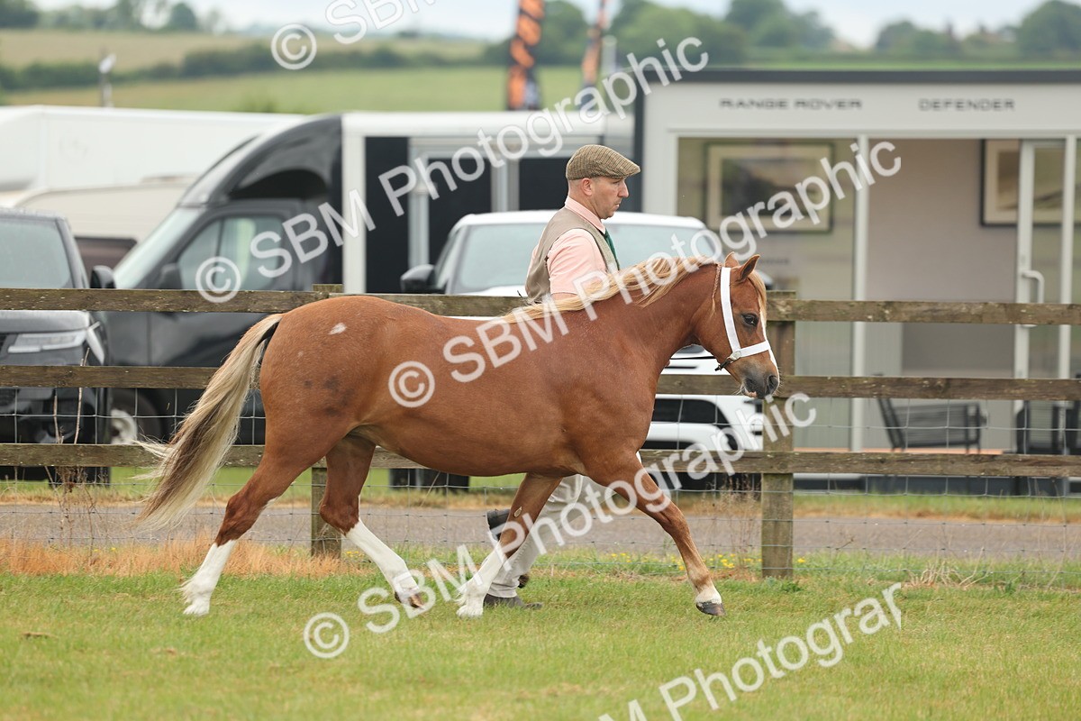 SBM_01485 - Class 50-57 - M&M Welsh Pony In Hand