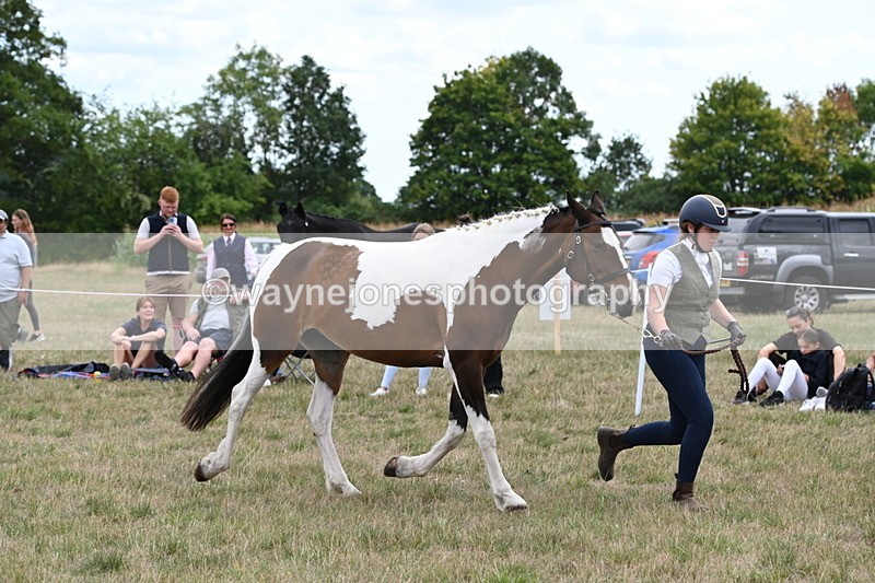 WJ6_5605 - Class 18 In-hand Coloured