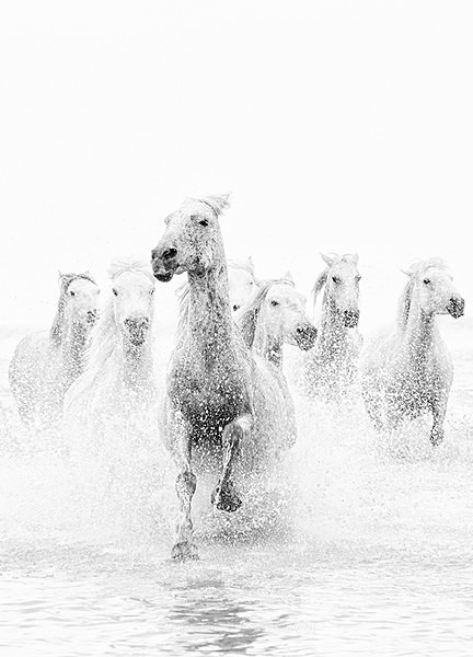  - Black & White