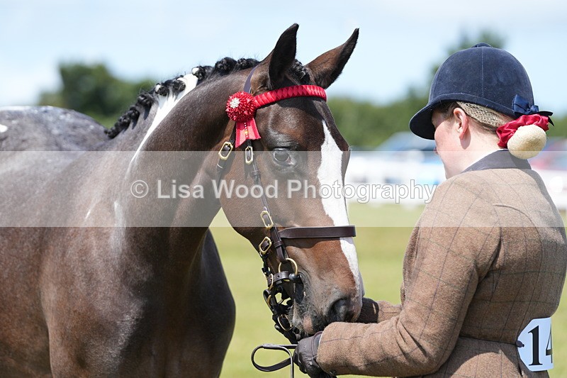 DSC06284 - Class 54: Hunter/Riding Horse/Hack 1 & 2 yr olds