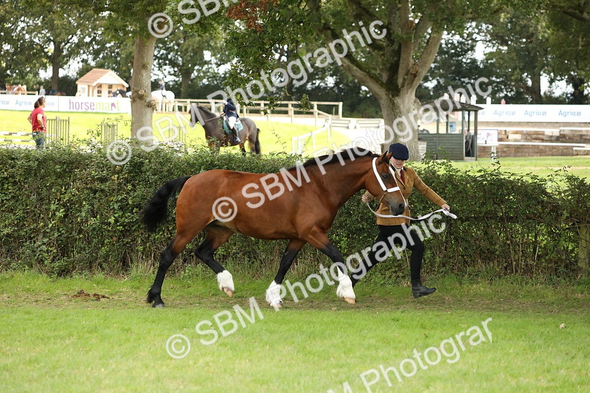 SBM_65354 - S47 - Mountain & Moorland In Hand Large Breeds