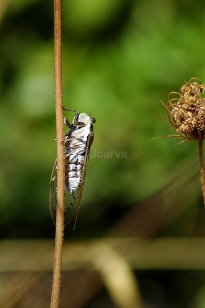 Long Wait - Insects and Spiders