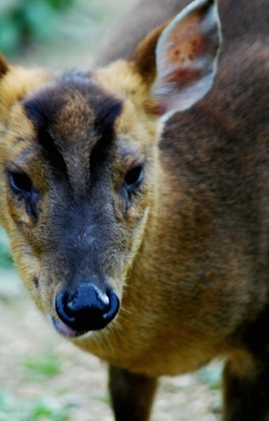 Bambi - Fenced