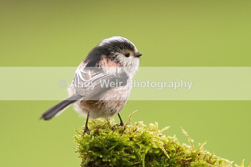 20120218-_MG_8813 - Long-tail Tit