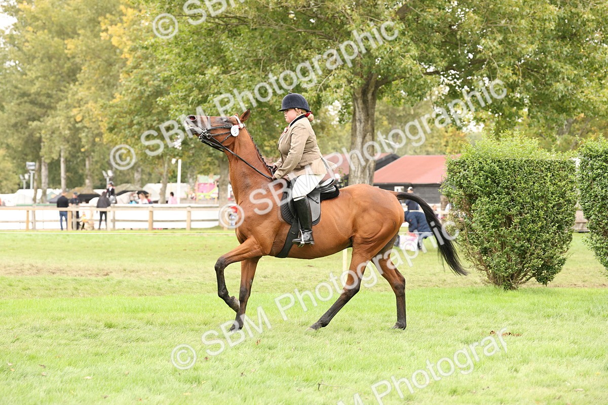 SBM_64260 - S65 - Riding Horse & Hack & Thoroughbred Ridden